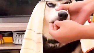 Very funny dog 2