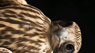 G falcon
