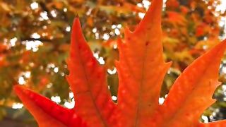 status,status video,status song,status whatsap,beast song,good song,video,natural