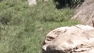 Lion_fight_????????_#imabdullahmalick_#love_#reverbnaat_#cotton_#viral_#unfrezzmyaccount_#slowednaat(480p).