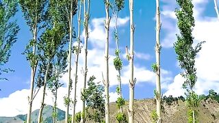 1980,status,status video,status song,status whatsap,beast song,good song,video,natural