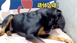 Funny cute puppy dog