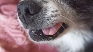 Dog dog 2