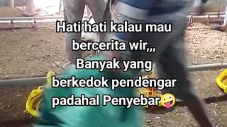 ayam broiler || kata kata lucu 657