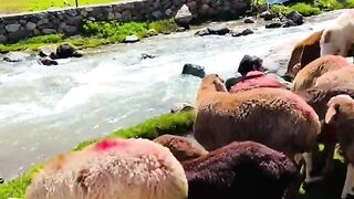 status,status video,status song,status whatsap,beast song,good song,video,natural