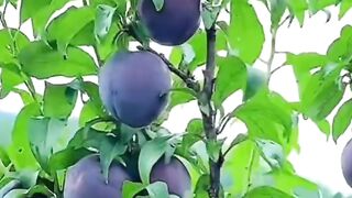 2240,status,status video,status song,status whatsap,beast song,good song,video,natural