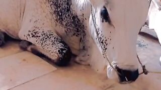 status,status video,status song,status whatsap,beast song,good song,video,natural