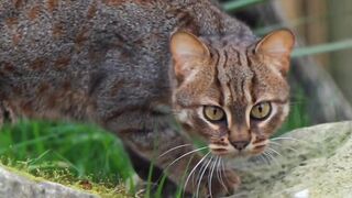 O adorável felino conhecido como "Gato Lindão" é realmente um espetáculo para os olhos!