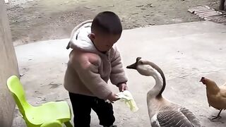 Beautiful fighting