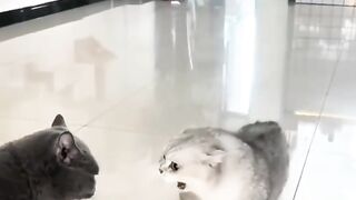 Funny Cat Videos
