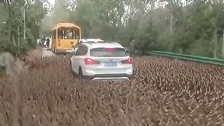 SO Many DUCKS