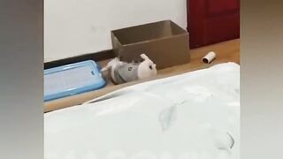 You laugh, you lose funny animals  1