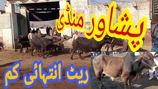 Peshawar Nasirpur Maweshi Mandi | Maweshi Mandi Peshawer | Peshawer Maweshi Mandi