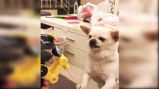 Baby Dogs - Cute and Funny Dog Videos Compilation #3 | Irfan05