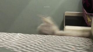Cutecats