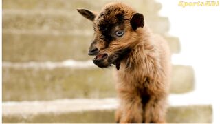 Goat - Little Goat Baby - Goat Baby Voice - Goat - Goat Sound