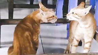 cat vs dog funny