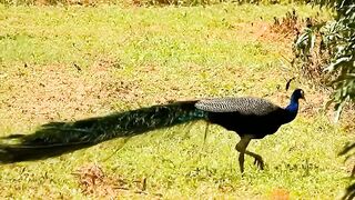 very beautifull pigeon sunny2917