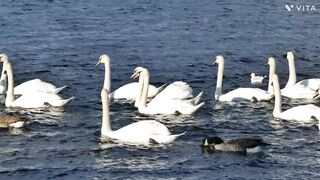 Water swan ducks swim in the river