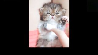 Funny and cute kittens-Funny and cutest animal videos compilation