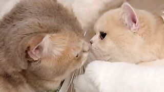 Cute cats videos hilarious | cute cats  compilation | funny cats videos