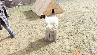 very beautifull goat baby