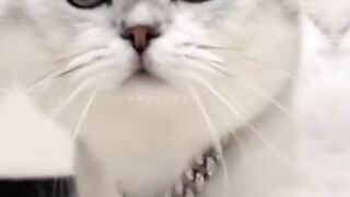 cute cats videos hilarious | cute cats  compilation | funny cats compilation