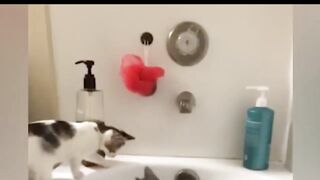 Best Funny Compilation - Funny Animal Videos of 2023