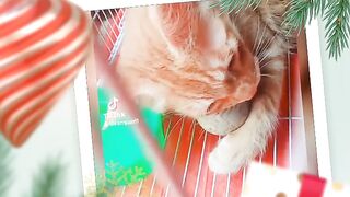 Cat playing