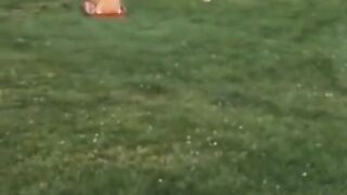 lazy dogs
