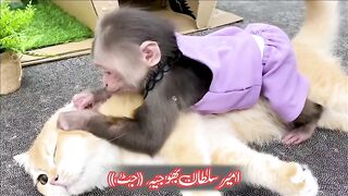Animals funny | funny cats | funny pets