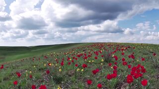Nature Beauty 0073