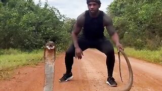King cobra