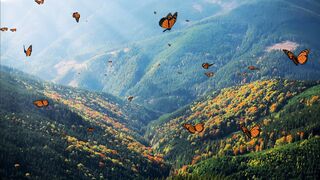 nature view 0074