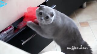 Very cute and funny  clips about cats