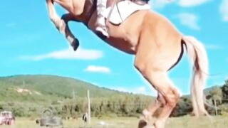 Beautiful horse and rider