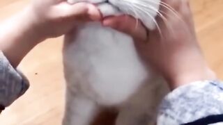 Funny cat dance ????????????
