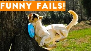 To Laugh Animals _ Funniest Cat Videos In The World _ Funny Animal Videos #2