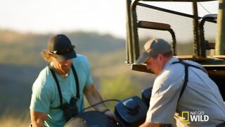 Big cat expert Boone Smith explores each stageof a lion's kill and clocks their speed while inpursuit of prey. #WorldLionDay