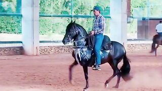Horse dnce