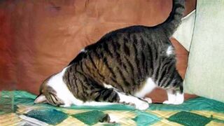 FUNNY CAT MEMES COMPILATION V01