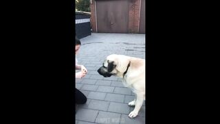 Kangal are Badass and Cute -