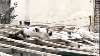 Cat kove
