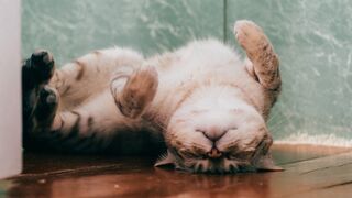 CATS will make you LAUGH YOUR HEAD OFF - Funny CAT compilation