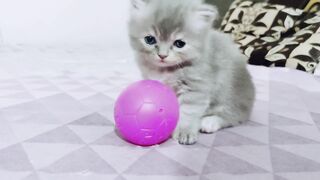 Cute cat with ball