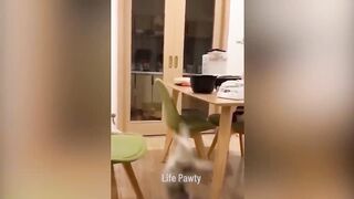 Funniest Animals 2023  Funniest Cats and Dogs  Part 02