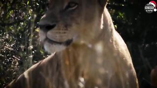 Lions fight lions for the death| Battle of the Mapogo Alliance| Wild animals the Mapogo Alliance|