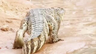 Crazy crocodile Attack and Kill the Lion