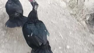 Duck ???? Running