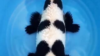 panda branded koi fish ????????